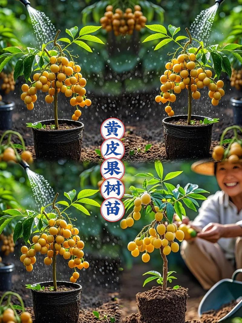黄皮果种植方法真的简单吗？-第1张图片-宁夏农业信息网