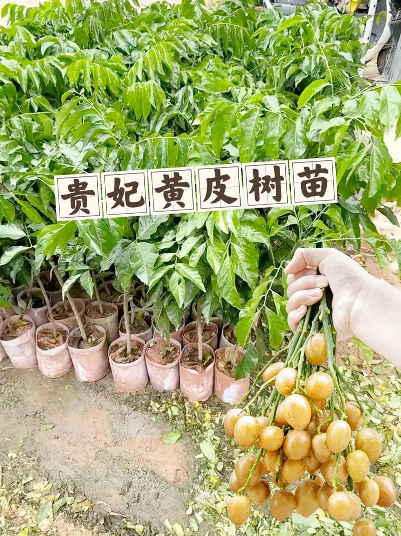 黄皮果种植方法真的简单吗？-第2张图片-宁夏农业信息网