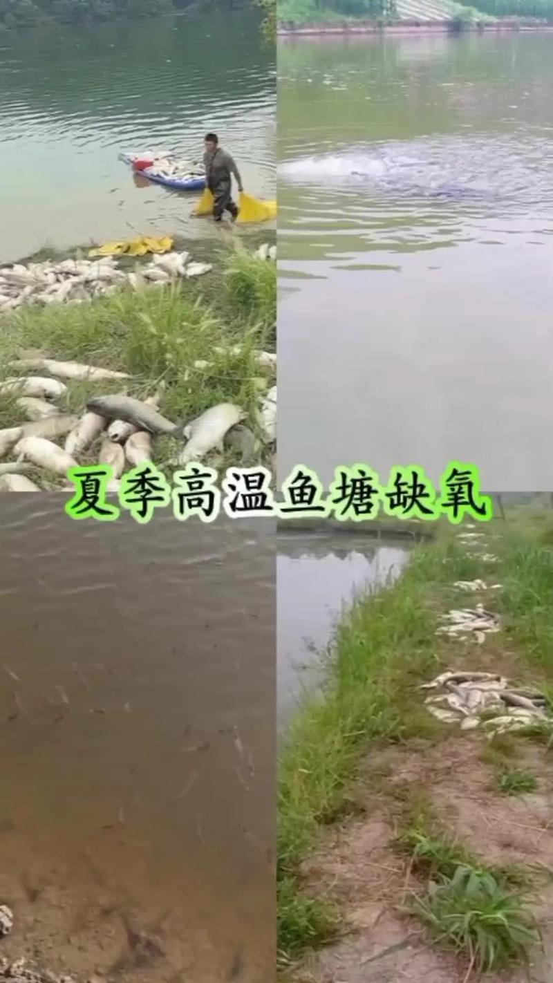 水产养殖高温缺氧,原因究竟有哪些?-第1张图片-宁夏农业信息网 水产养殖高温缺氧,原因究竟有哪些?-第1张图片-宁夏农业信息网