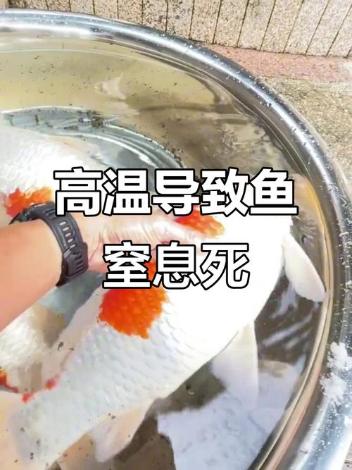 水产养殖高温缺氧,原因究竟有哪些?-第2张图片-宁夏农业信息网 水产养殖高温缺氧,原因究竟有哪些?-第2张图片-宁夏农业信息网