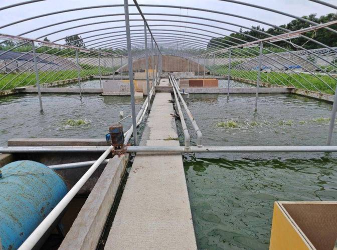 湖北水产乌龟养殖基地规模有多大？-第1张图片-宁夏农业信息网