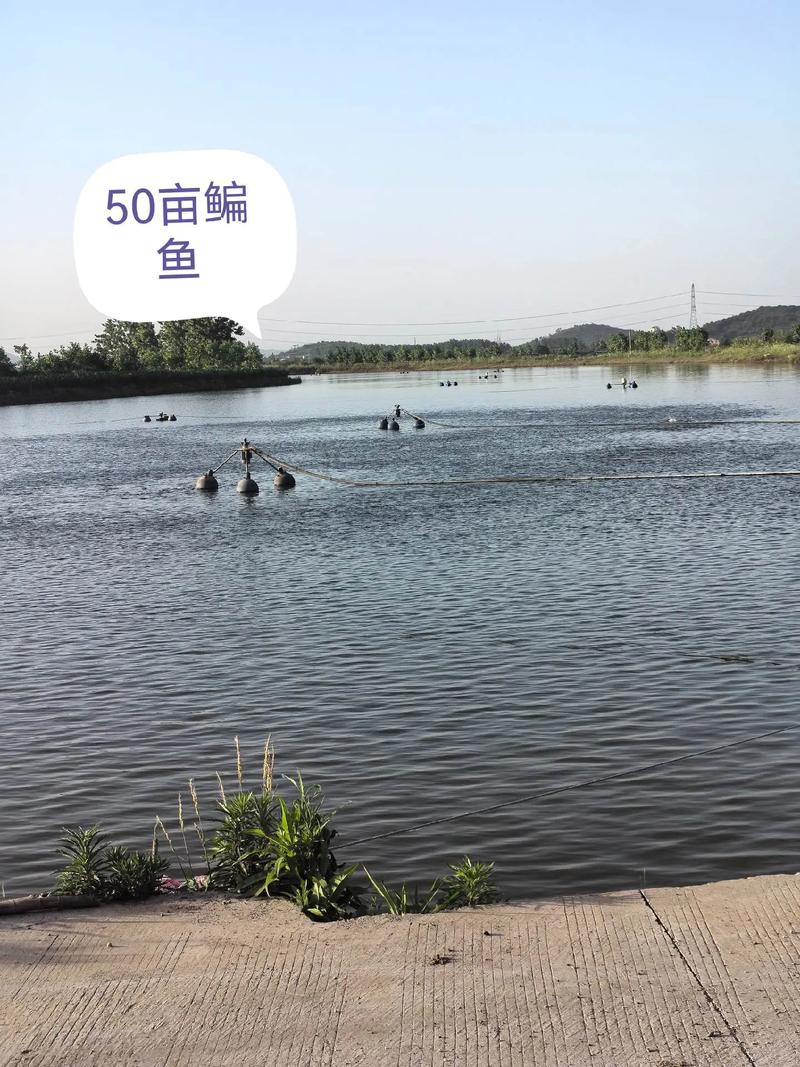 小池养殖哪些水产合适？-第2张图片-宁夏农业信息网