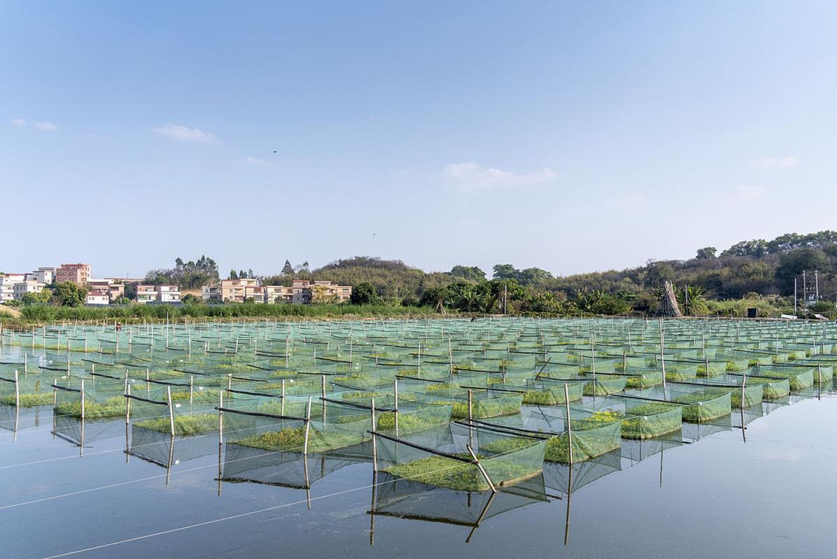 小池养殖哪些水产合适?-第1张图片-宁夏农业信息网 小池养殖哪些水产合适?-第1张图片-宁夏农业信息网