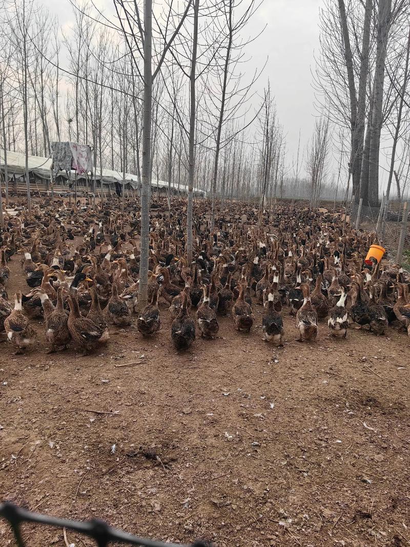 养鸭技术及鸭子养殖方法-第1张图片-宁夏农业信息网