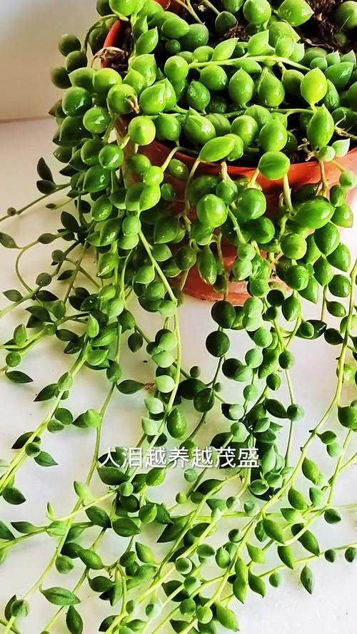 冬天情人泪怎么养才好？-第1张图片-宁夏农业信息网