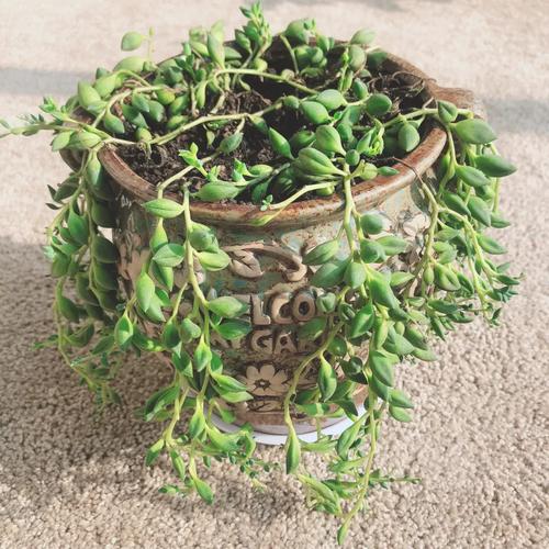 冬天情人泪怎么养才好？-第2张图片-宁夏农业信息网