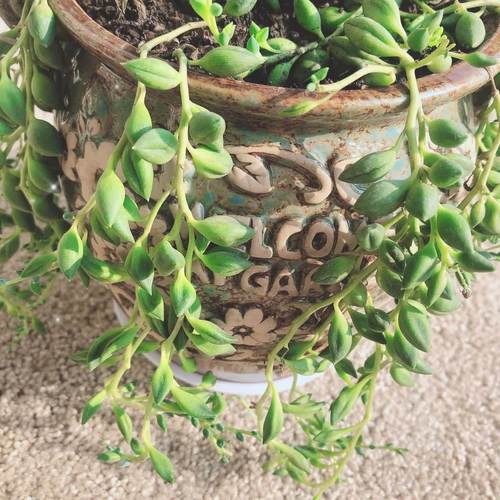 冬天情人泪怎么养才好？-第3张图片-宁夏农业信息网