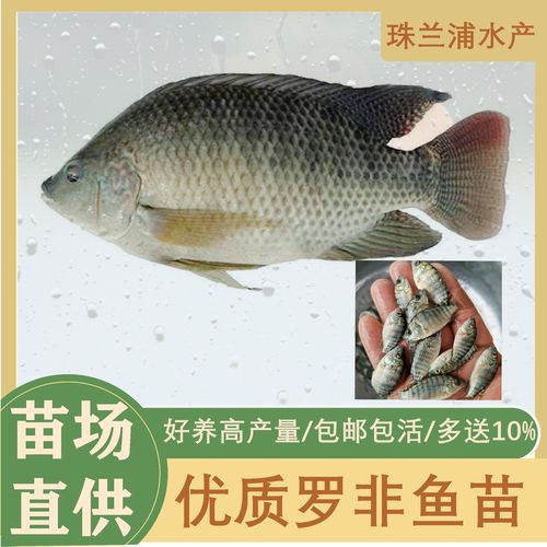 非洲水产养殖招聘有哪些岗位？-第2张图片-宁夏农业信息网