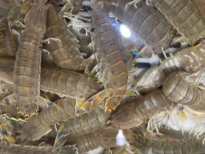 丽水水产海鲜爆款单品有哪些？-第1张图片-宁夏农业信息网