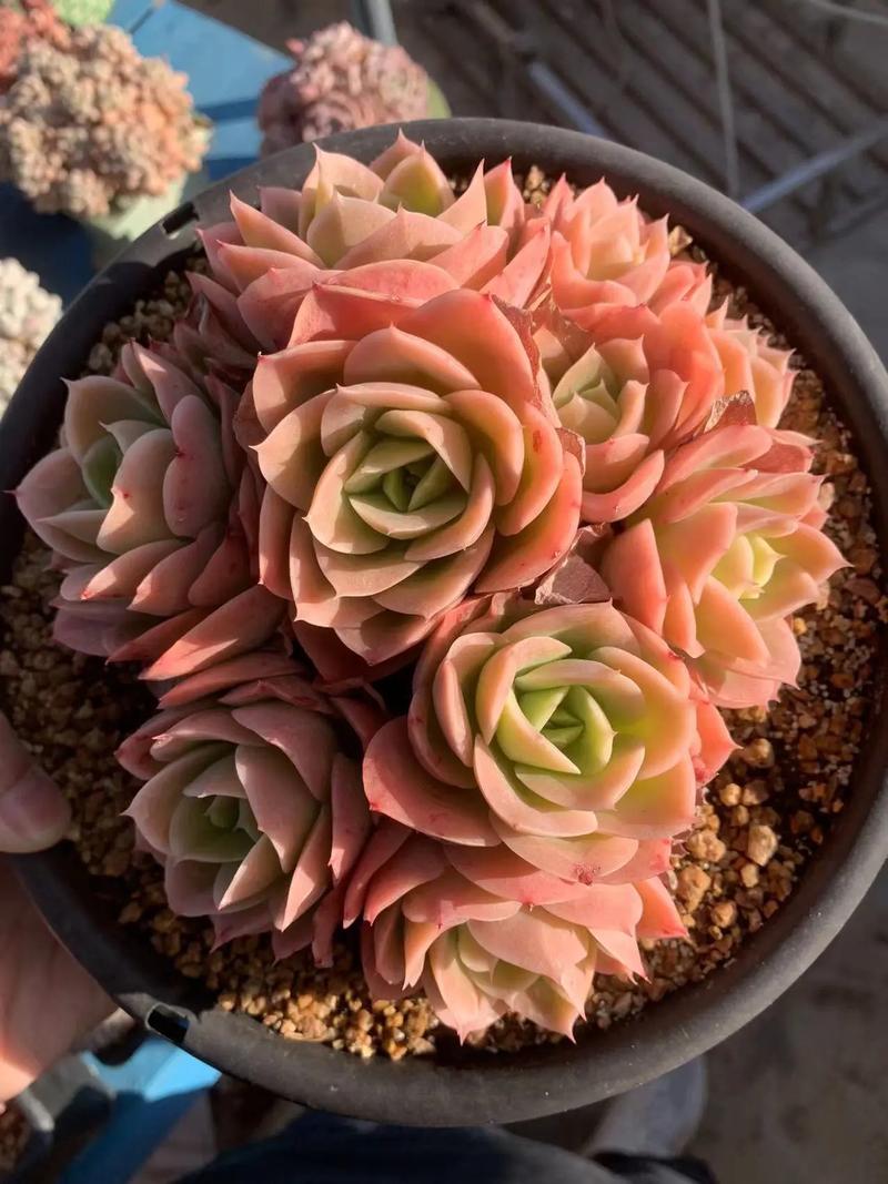 多肉最贵品种有哪些？-第1张图片-宁夏农业信息网