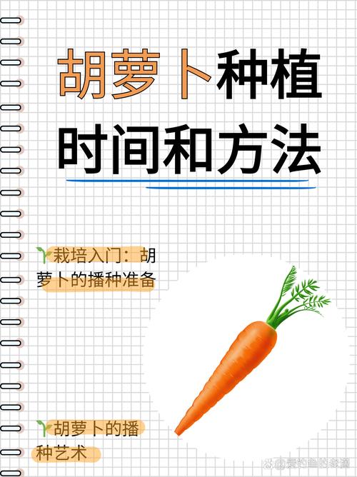 胡萝卜种植步骤有哪些？-第1张图片-宁夏农业信息网