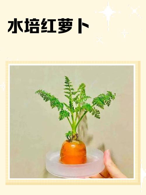 胡萝卜种植步骤有哪些？-第2张图片-宁夏农业信息网