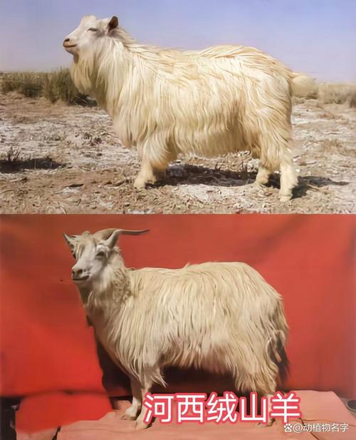 世界上羊的品种有哪些-第1张图片-宁夏农业信息网