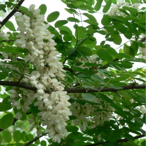 刺槐移植怎么种？养护要注意啥？-第1张图片-宁夏农业信息网