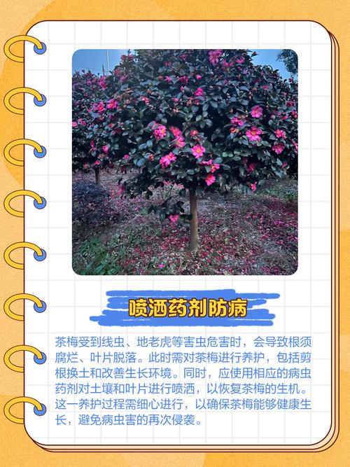 茶梅掉叶子怎么处理方法-第1张图片-宁夏农业信息网