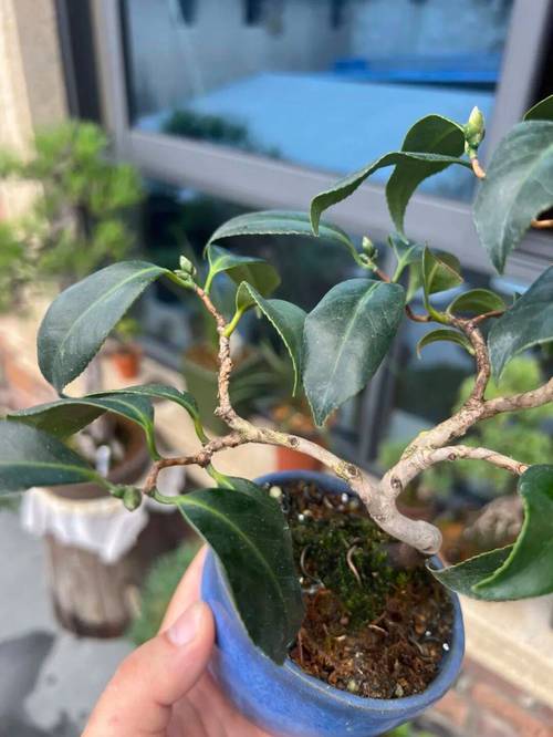 茶梅掉叶子怎么处理方法-第2张图片-宁夏农业信息网