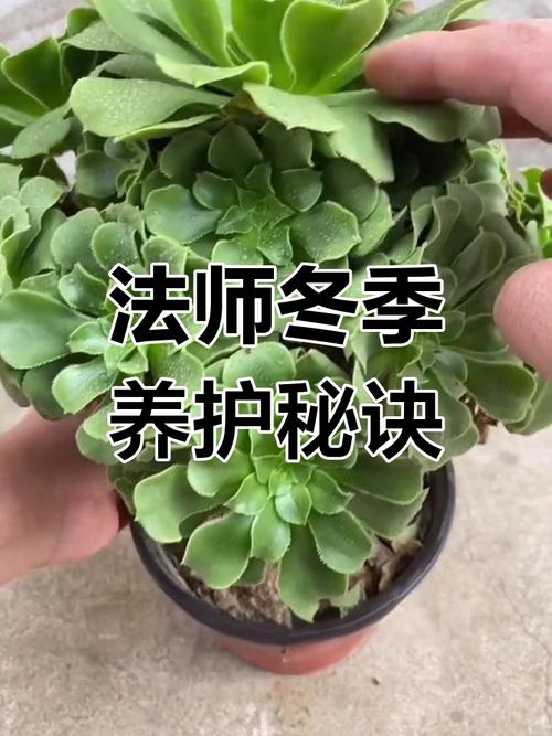 冬天法师怎么浇水才正确？-第1张图片-宁夏农业信息网