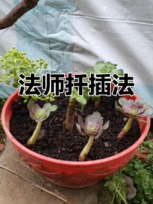 冬天法师怎么浇水才正确？-第2张图片-宁夏农业信息网