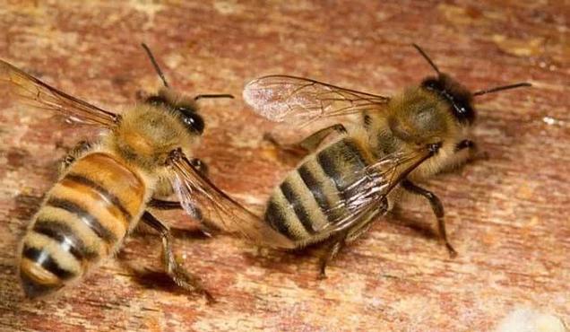 哪些蜂擅长采集零星蜜源？-第1张图片-宁夏农业信息网