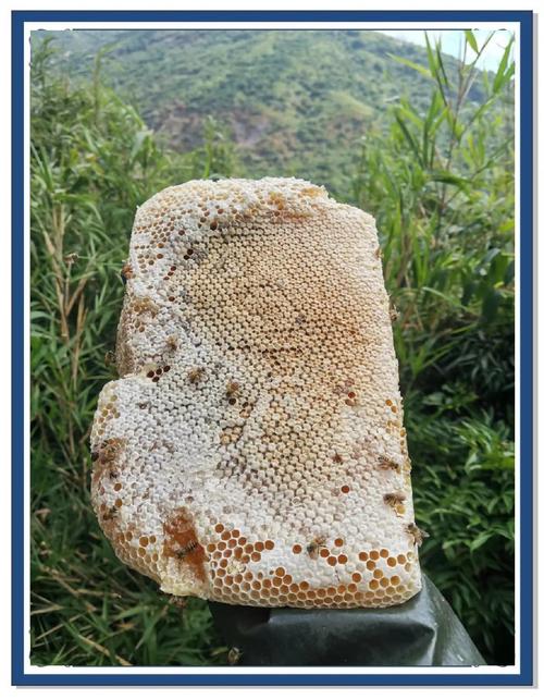 哪些蜂擅长采集零星蜜源？-第2张图片-宁夏农业信息网