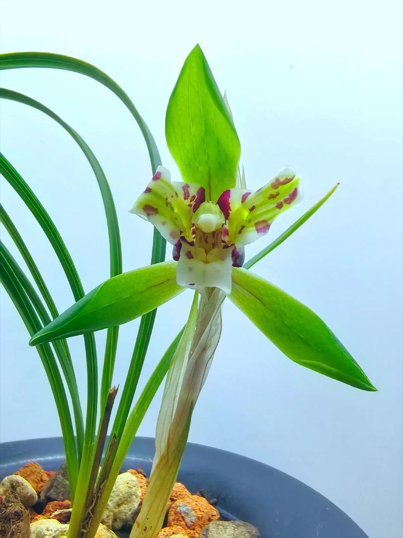 市场上最好的兰花品种究竟是什么？-第1张图片-宁夏农业信息网