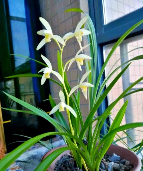 市场上最好的兰花品种究竟是什么？-第3张图片-宁夏农业信息网