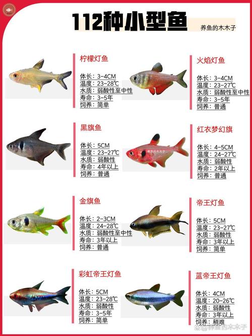 常见淡水鱼养殖品种有哪些？-第2张图片-宁夏农业信息网