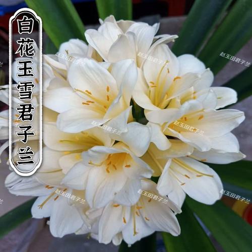 君子兰开白花是哪个稀有品种？-第1张图片-宁夏农业信息网