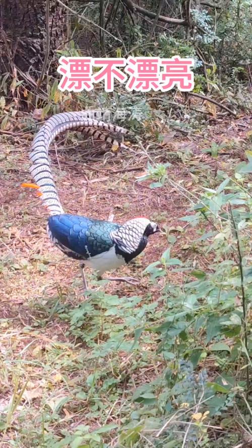 哪种鸡最耐寒？-第1张图片-宁夏农业信息网