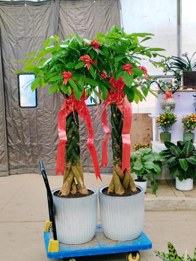 辫子发财树是何种植物品种？-第1张图片-宁夏农业信息网