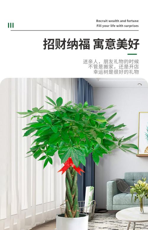 辫子发财树是何种植物品种？-第2张图片-宁夏农业信息网
