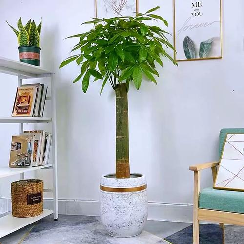 辫子发财树是何种植物品种？-第3张图片-宁夏农业信息网