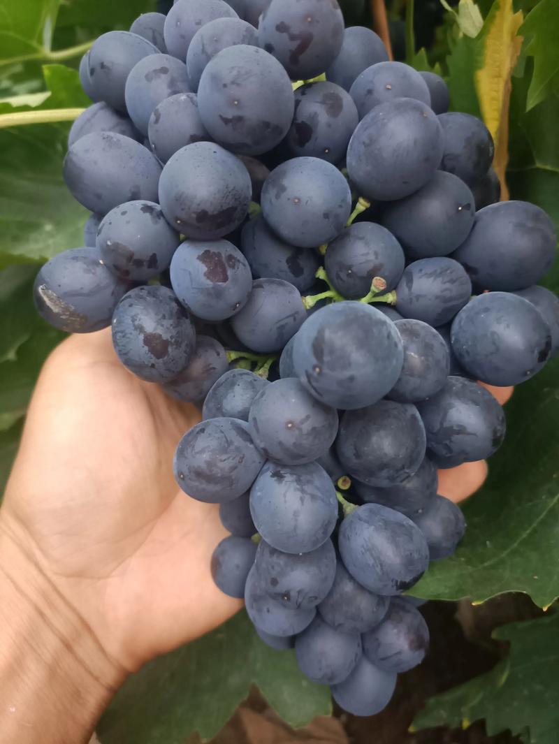 玫瑰香大棚葡萄新品种有何优势？-第1张图片-宁夏农业信息网