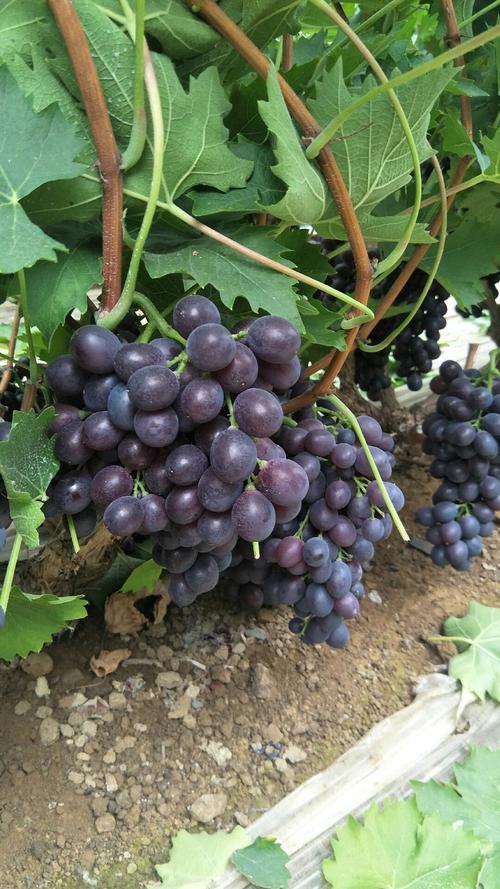玫瑰香大棚葡萄新品种有何优势？-第2张图片-宁夏农业信息网