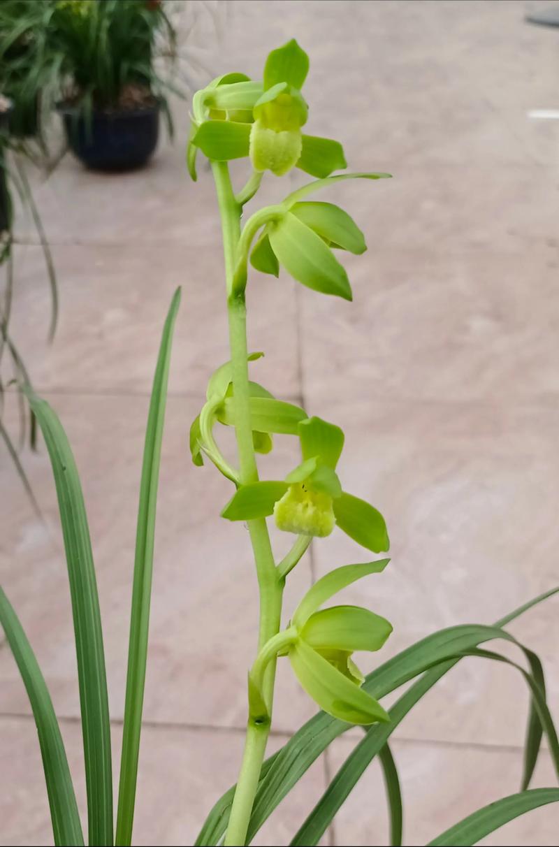 兰花蕙兰哪些品种更值得养？-第2张图片-宁夏农业信息网