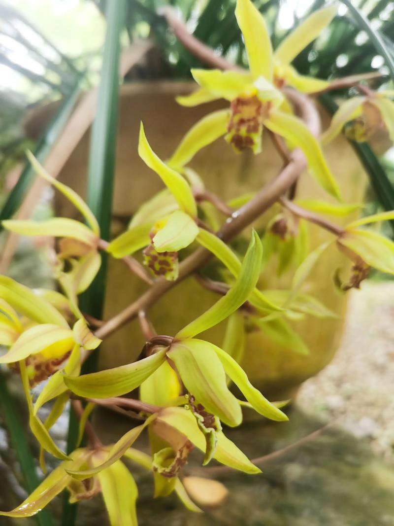 兰花蕙兰哪些品种更值得养？-第3张图片-宁夏农业信息网