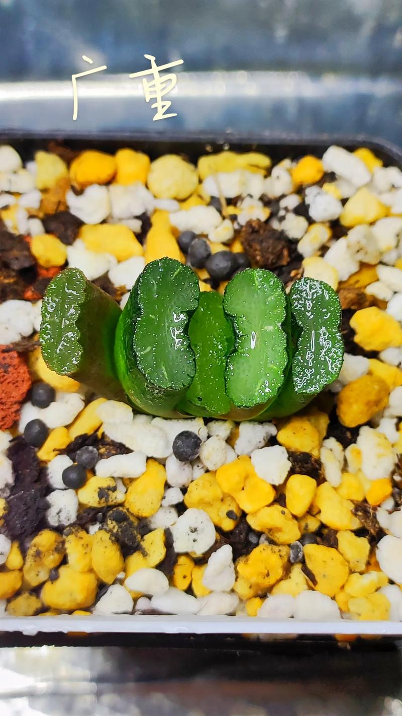 玉扇多肉价格品种有哪些？-第1张图片-宁夏农业信息网