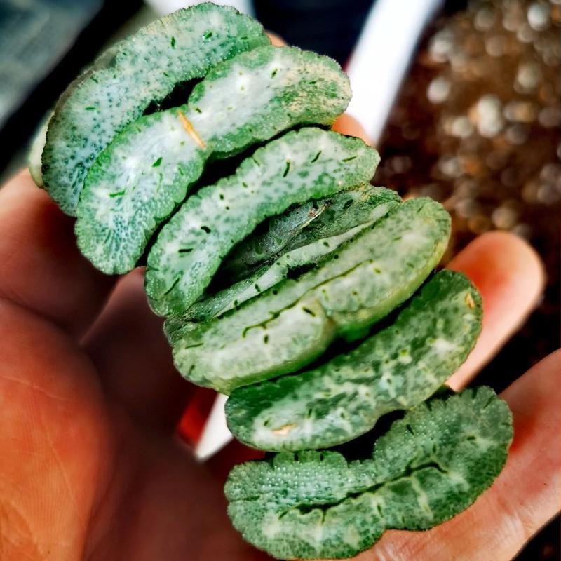 玉扇多肉价格品种有哪些？-第2张图片-宁夏农业信息网