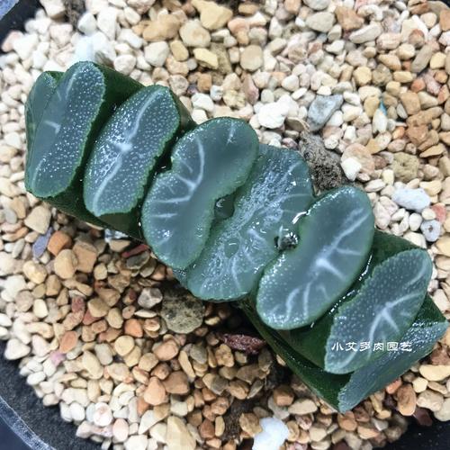 玉扇多肉价格品种有哪些？-第3张图片-宁夏农业信息网