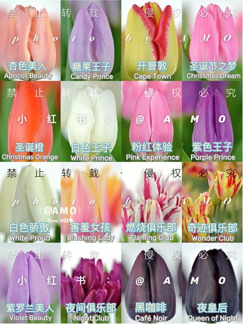 郁金香品种图片大全有哪些常见品种？-第1张图片-宁夏农业信息网