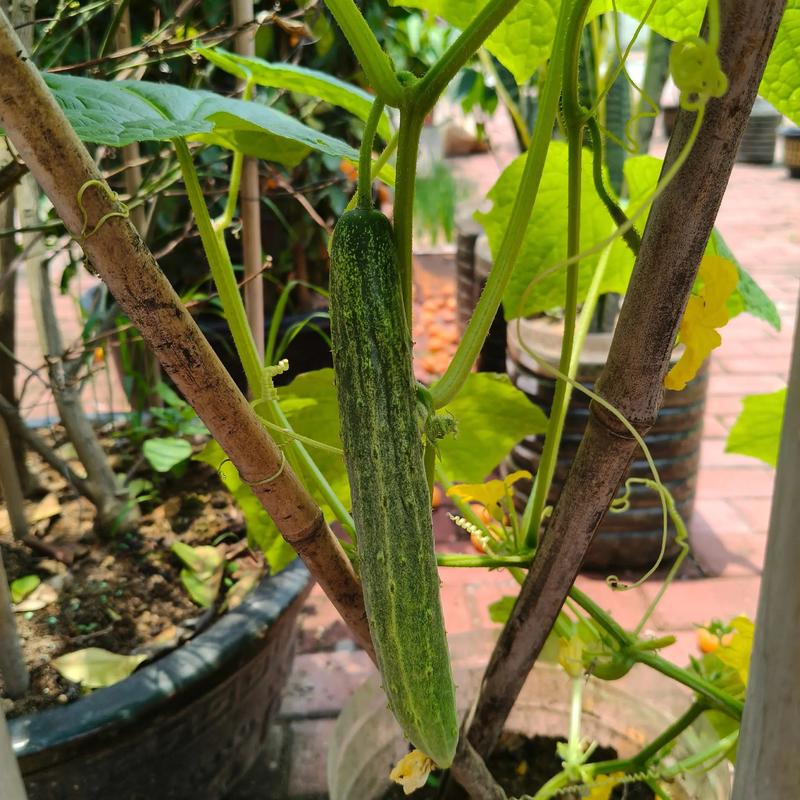 盆栽黄瓜品种怎么选？-第1张图片-宁夏农业信息网