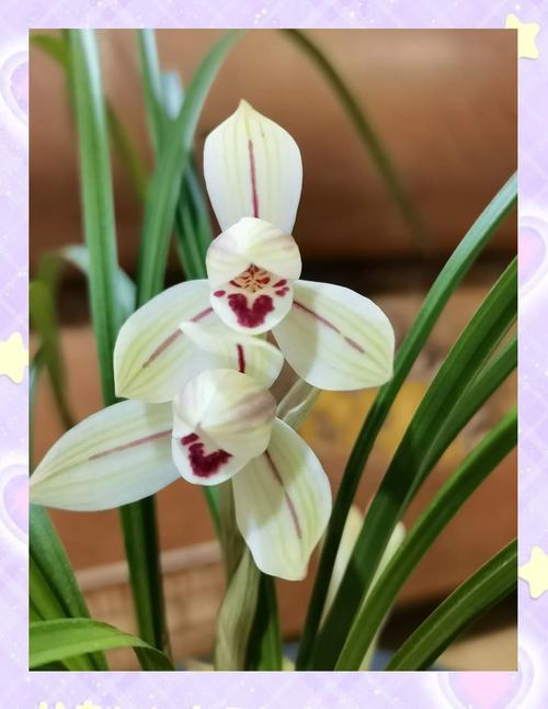 莲瓣兰有哪些常见品种？-第1张图片-宁夏农业信息网