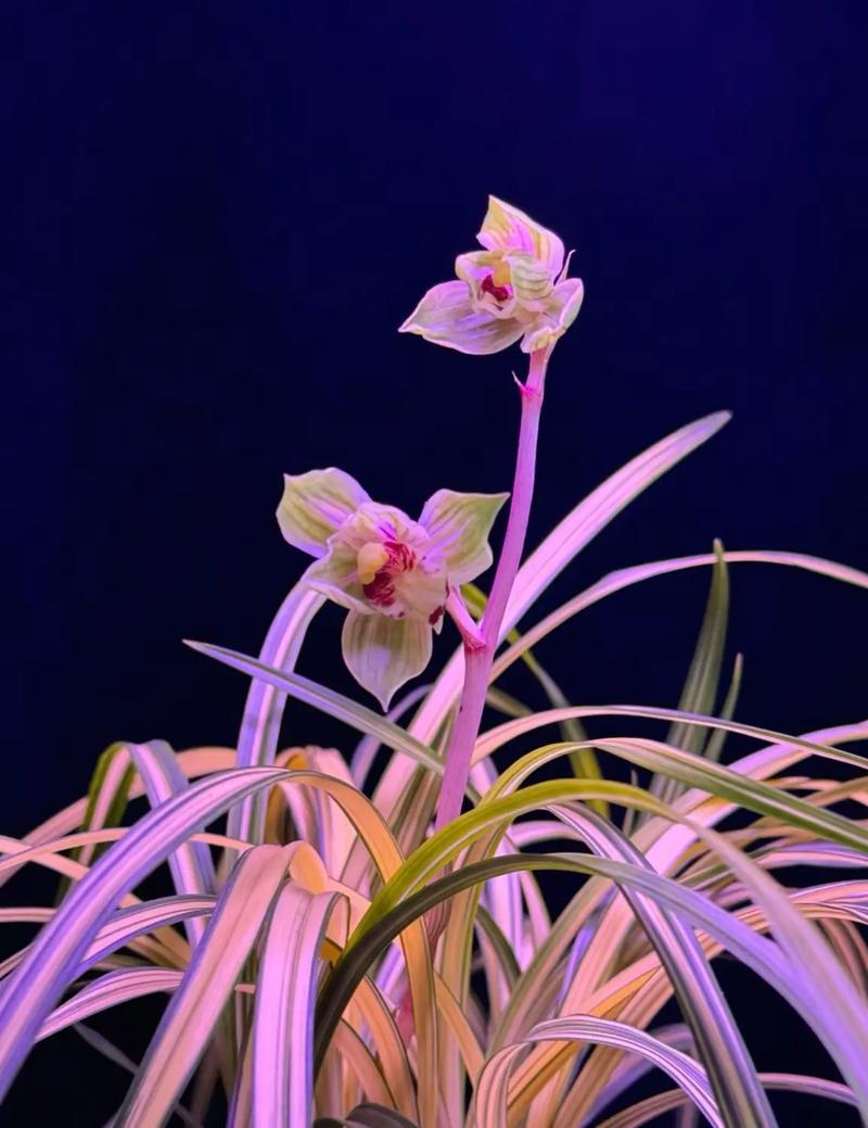 莲瓣兰有哪些常见品种？-第2张图片-宁夏农业信息网