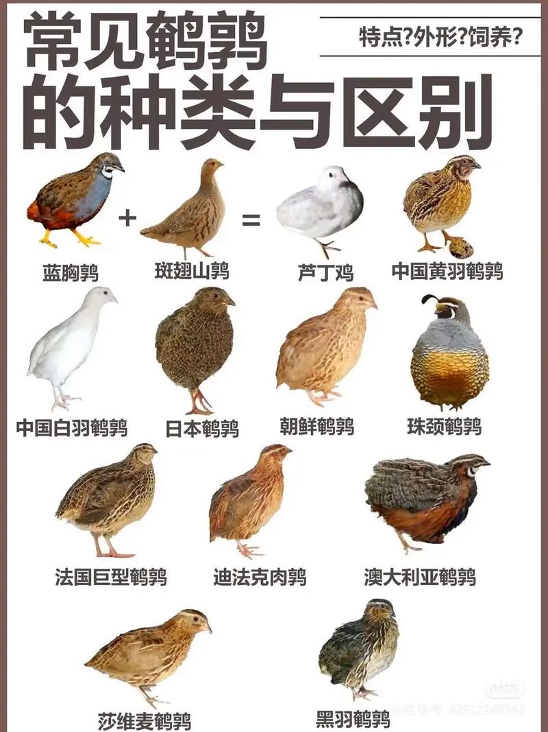 哪种鹌鹑品种产蛋量最高？-第1张图片-宁夏农业信息网
