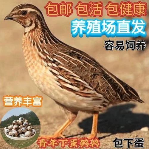 哪种鹌鹑品种产蛋量最高？-第2张图片-宁夏农业信息网