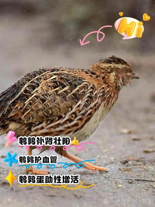 哪种鹌鹑品种产蛋量最高？-第3张图片-宁夏农业信息网