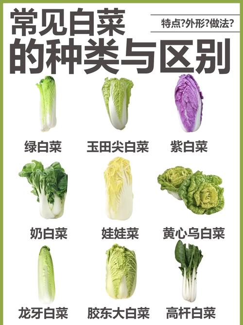 小白菜品种哪个好种养？-第1张图片-宁夏农业信息网