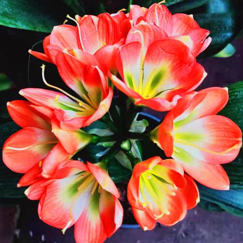 东北君子兰什么品种好-第1张图片-宁夏农业信息网