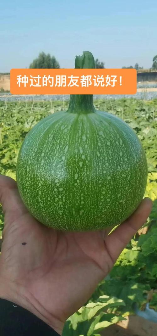 南瓜品种哪里最好？-第2张图片-宁夏农业信息网