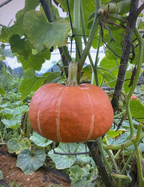 南瓜品种哪里最好？-第1张图片-宁夏农业信息网